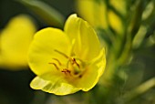 OENOTHERA BIENNIS, EVENING PRIMROSE