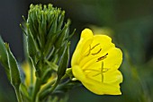 OENOTHERA BIENNIS, EVENING PRIMROSE