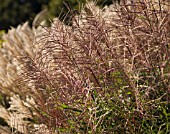 MISCANTHUS SINENSIS ‘SIRENE’, JAPANESE SILVER GRASS