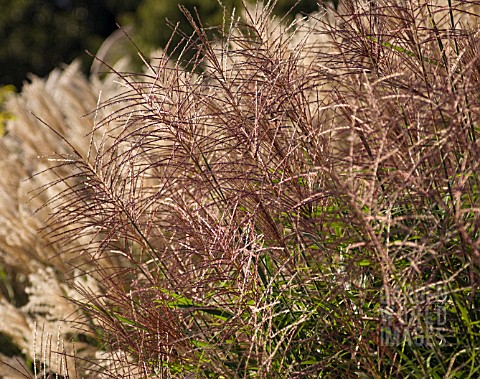 MISCANTHUS_SINENSIS_SIRENE_JAPANESE_SILVER_GRASS