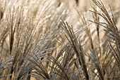 MISCANTHUS SINENSIS, MISCANTHUS, CHINESE SILVER GRASS