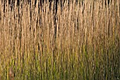 CALAMOGROSTIS X ACUTIFLORA KARL FOERSTER, FEATHER REED GRASS