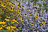 RUDBECKIA FULGIDA, CONEFLOWER, BLACK-EYED SUSAN