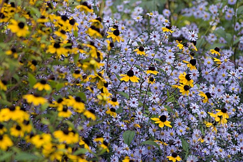 RUDBECKIA_FULGIDA_CONEFLOWER_BLACKEYED_SUSAN