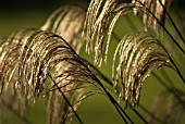 MISCANTHUS NEPALENSIS, HIMALAYAN FAIRY GRASS