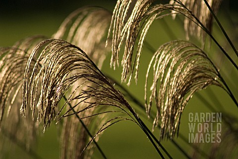 MISCANTHUS_NEPALENSIS_HIMALAYAN_FAIRY_GRASS