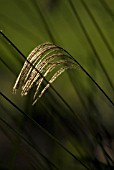 MISCANTHUS NEPALENSIS, HIMALAYAN FAIRY GRASS