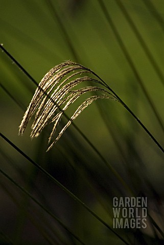 MISCANTHUS_NEPALENSIS_HIMALAYAN_FAIRY_GRASS