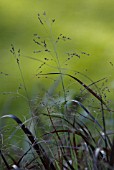 PANICUM VIRGATUM ‘SQUAW’, SQUAW SWITCH GRASS