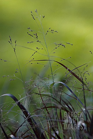 PANICUM_VIRGATUM_SQUAW_SQUAW_SWITCH_GRASS