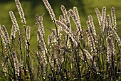 CIMIFUGA RACEMOSA, BLACK COHOSH