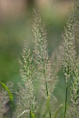 CALAMAGROSTIS BRACHYTRICHA, KOREAN FEATHER REED GRASS