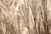 MISCANTHUS, MISCANTHUS, CHINESE SILVER GRASS