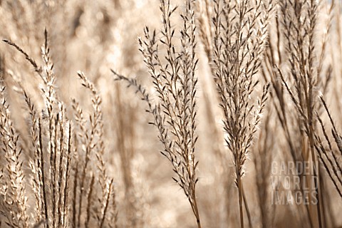 MISCANTHUS_MISCANTHUS_CHINESE_SILVER_GRASS