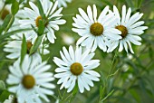 LEUCANTHEMUM SEROTINA, GIANT DAISY