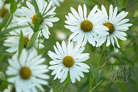 LEUCANTHEMUM_SEROTINA_GIANT_DAISY