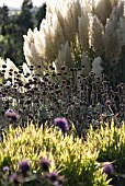 PHLOMIS RUSSELIANA, JERUSALEM SAGE