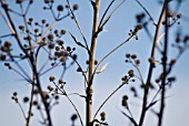 ERYNGIUM YUCCIFOLIUM, SEA HOLLY