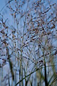 PANICUM VIRGATUM ‘PRAIRIE SKY’, SWITCH GRASS