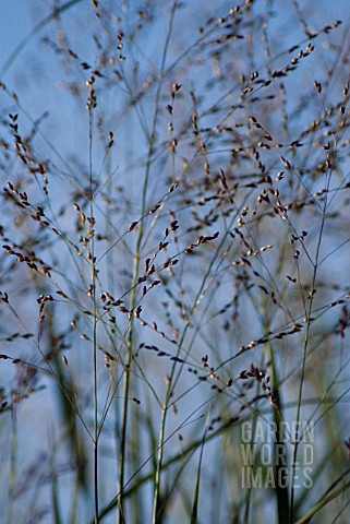 PANICUM_VIRGATUM_PRAIRIE_SKY_SWITCH_GRASS