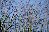 PANICUM VIRGATUM ‘PRAIRIE SKY’, SWITCH GRASS