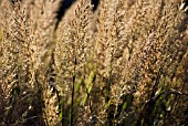 CALAMAGROSTIS BRACHYTRICHA, KOREAN FEATHER REED GRASS