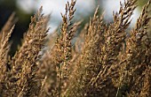 CALAMOGROSTIS X ACUTIFLORA KARL FOERSTER, FEATHER REED GRASS