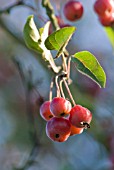 MALUS, CRAB APPLE