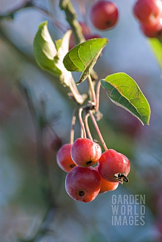 MALUS_CRAB_APPLE