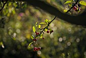 PRUNUS AVIUM, CHERRY - WILD CHERRY