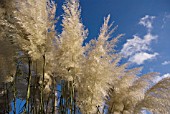 CORTADERIA SELLOANA, PAMPAS GRASS