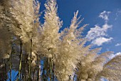 CORTADERIA SELLOANA, PAMPAS GRASS