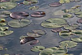 NYMPHAEA, WATER LILY