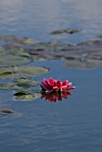 NYMPHAEA, WATER LILY