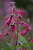 PENSTEMON, PENSTEMON