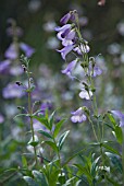 PENSTEMON ALICE HINDLEY, PENSTEMON