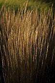 CALAMOGROSTIS X ACUTIFLORA KARL FOERSTER, FEATHER REED GRASS