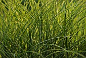 MISCANTHUS, MISCANTHUS, CHINESE SILVER GRASS