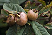 CYDONIA OBLONGA, QUINCE