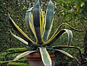 AGAVE AMERICANA MARGINATA, AGAVE