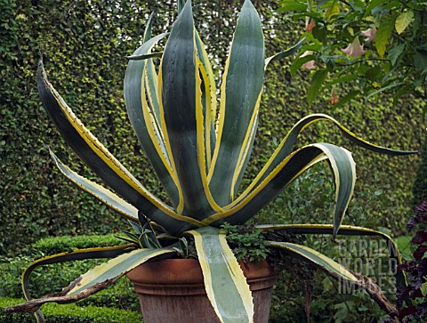 AGAVE_AMERICANA_MARGINATA_AGAVE