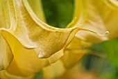 BRUGMANSIA, DATURA, ANGELS TRUMPETS