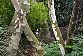 EUCALYPTUS NIPHOPHILA, SNOW GUM