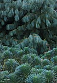 EUPHORBIA CHARACIAS WULFENII, EUPHORBIA, SPURGE