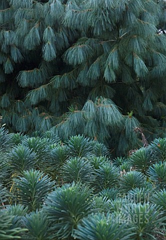 EUPHORBIA_CHARACIAS_WULFENII_EUPHORBIA_SPURGE