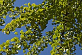 GINKGO BILOBA, GINKGO, MAIDENHAIR TREE