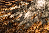 SMALL LEAVES COVERING TREE TRUNK BASE