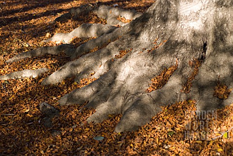 SMALL_LEAVES_COVERING_TREE_TRUNK_BASE