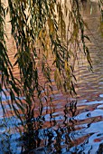 SALIX BABYLONICA, WILLOW - WEEPING WILLOW