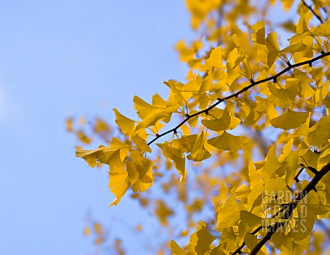 GINKGO_BILOBA_GINKGO_MAIDENHAIR_TREE